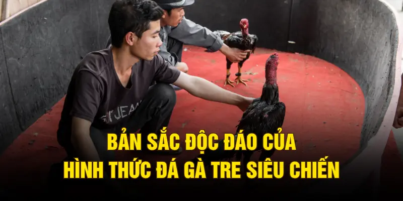 Bản sắc độc đáo của hình thức đá gà tre siêu chiến