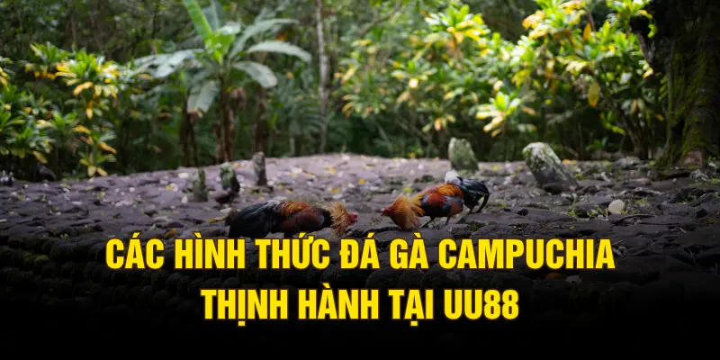 Các hình thức đá gà Campuchia thịnh hành tại UU88