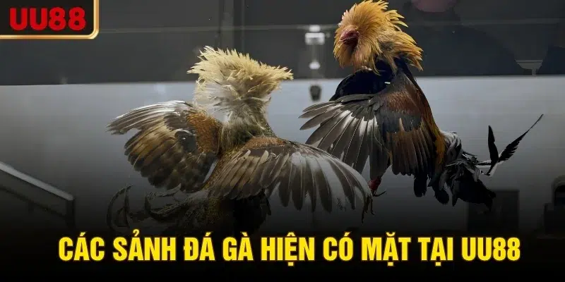 Các sảnh đá gà hiện có mặt tại UU88