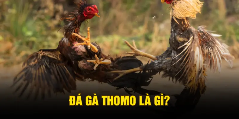 Đá gà Thomo là gì?