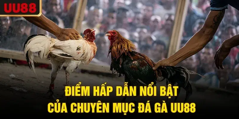 Điểm hấp dẫn nổi bật của chuyên mục đá gà UU88