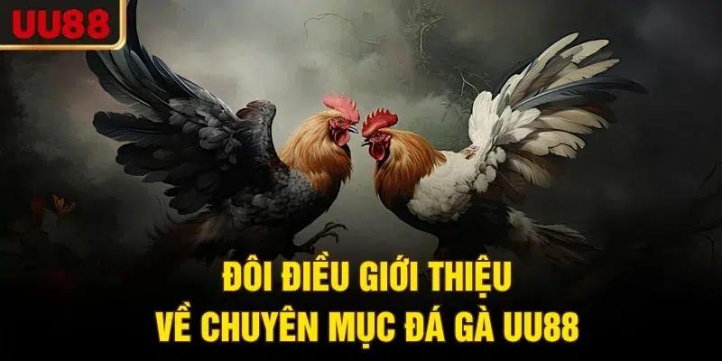Đôi điều giới thiệu về chuyên mục đá gà UU88