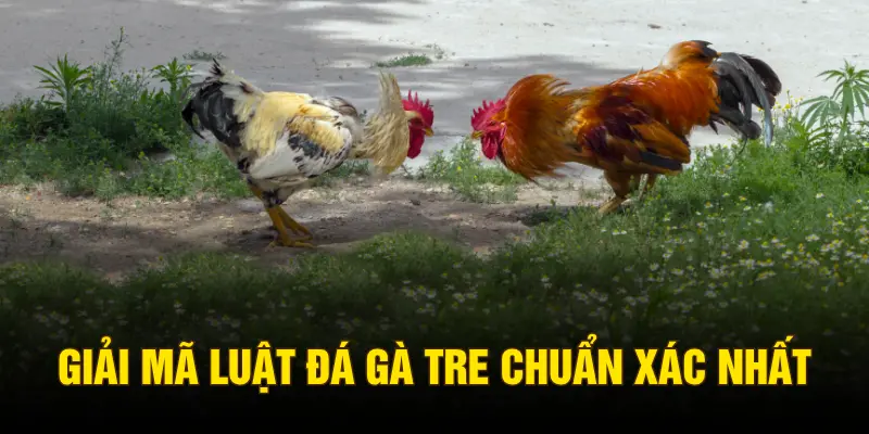 Giải mã luật đá gà tre chuẩn xác nhất