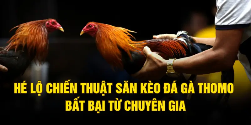 Hé lộ chiến thuật săn kèo đá gà Thomo bất bại từ chuyên gia