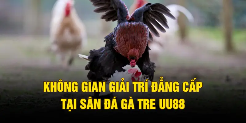 Không gian giải trí đẳng cấp tại sân đá gà tre UU88
