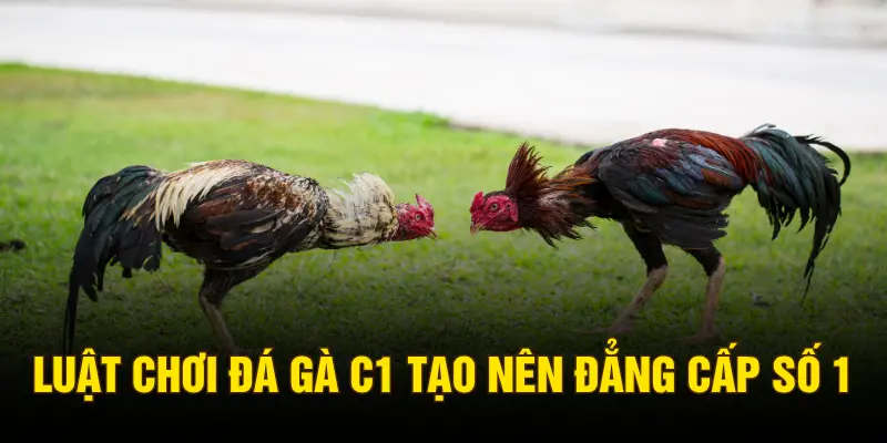 Luật chơi đá gà C1 tạo nên đẳng cấp số 1