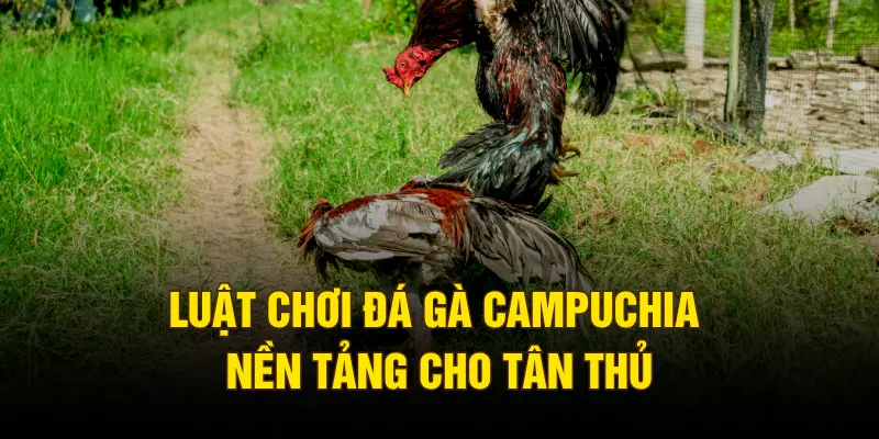 Luật chơi đá gà Campuchia nền tảng cho tân thủ