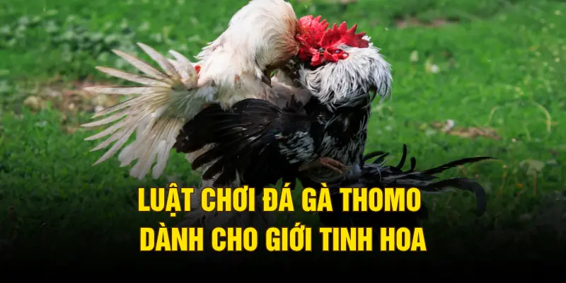 Luật chơi đá gà Thomo dành cho giới tinh hoa