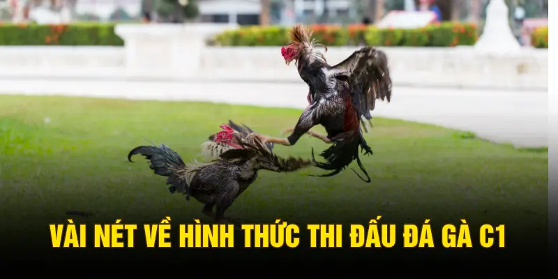 Vài nét về hình thức thi đấu đá gà C1