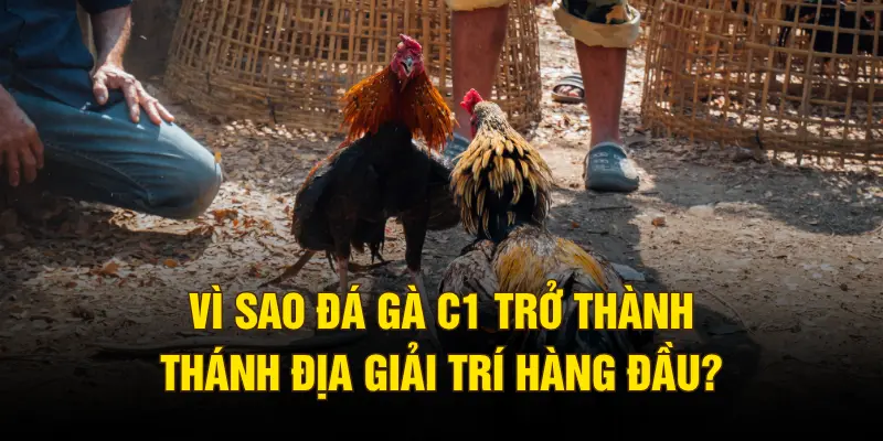 Vì sao đá gà C1 trở thành thánh địa giải trí hàng đầu?